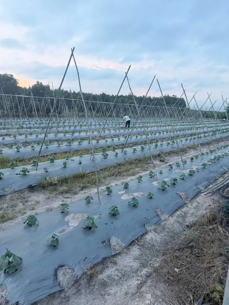 Bắt đầu vụ dưa leo Hunter 1.0 trên 3.000 m² — ảnh thực tế 6 tại Vườn Anh Huy