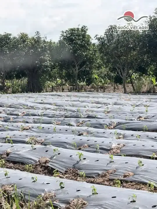 Cập nhật từ vườn A Hủy — ảnh thực tế 2 tại Vườn A Hủy