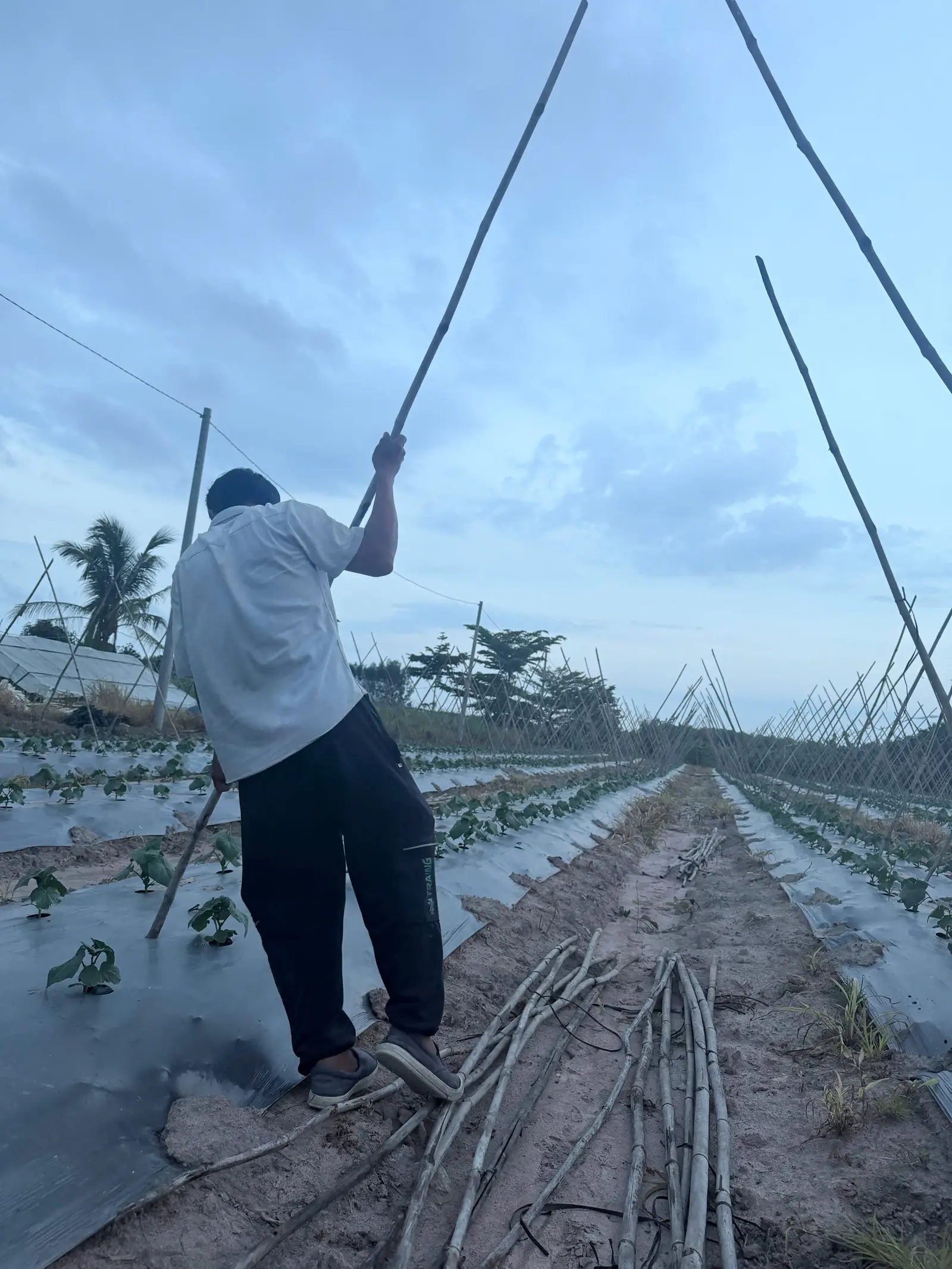 Bắt đầu vụ dưa leo Hunter 1.0 trên 3.000 m² — ảnh thực tế 4 tại Vườn Anh Huy
