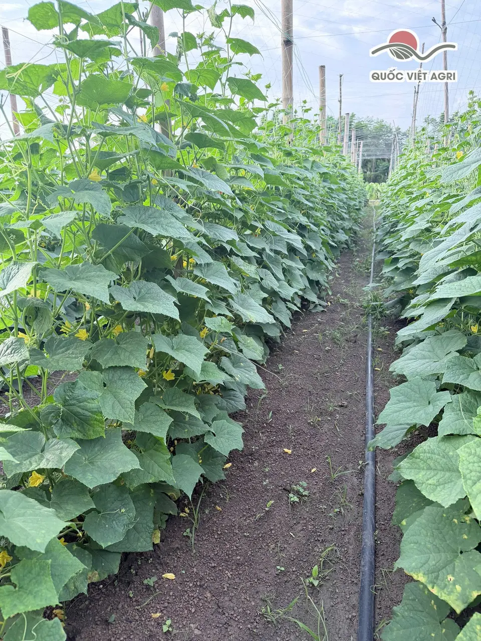 Ảnh thực tế Vườn Anh Chương