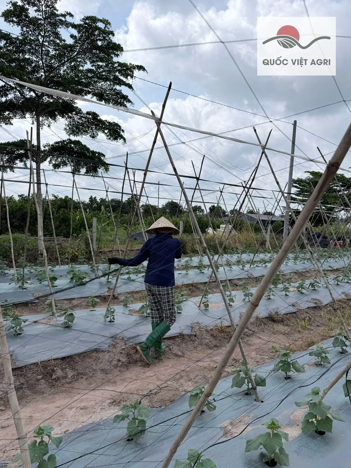 Dưa leo Hunter 1.0 bắt đầu leo giàn — ảnh thực tế 6 tại Vườn Anh Huy