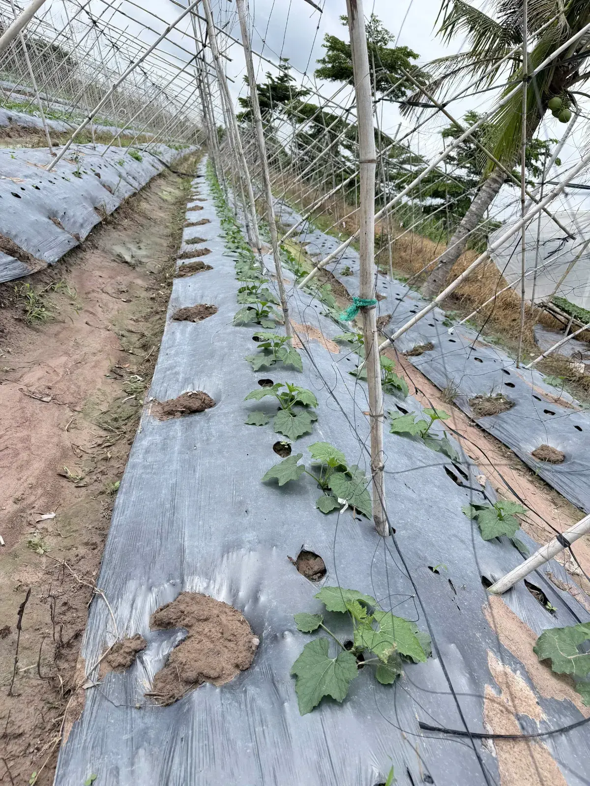 Cập nhật từ vườn Anh Huy — ảnh thực tế 3 tại Vườn Anh Huy