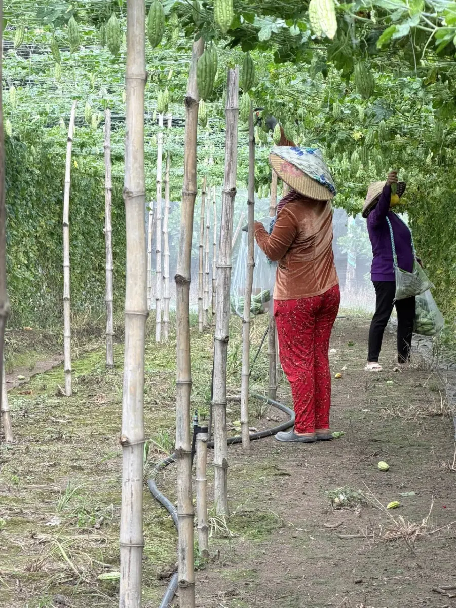 Một mùa khổ qua xanh tại vườn chị Thu — ảnh thực tế 6 tại Vườn Chị Thu
